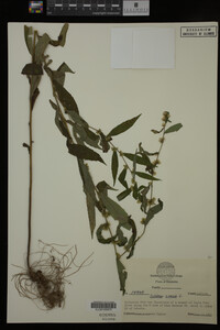Solidago caesia image