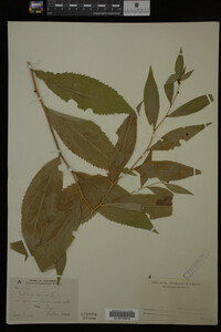 Solidago caesia image