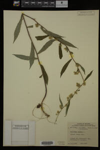 Solidago caesia image