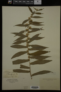 Solidago caesia image