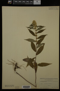 Solidago caesia image