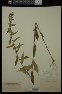 Solidago caesia image