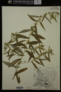 Solidago caesia image