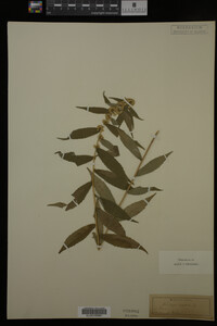 Solidago caesia image