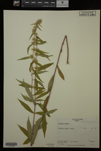 Solidago caesia image