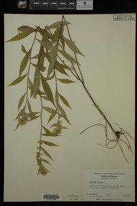 Solidago caesia image