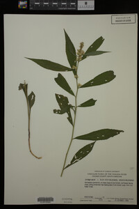 Solidago caesia image
