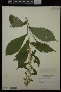 Solidago caesia image