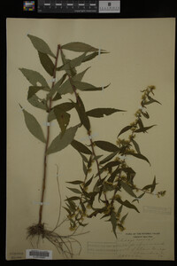 Solidago caesia image