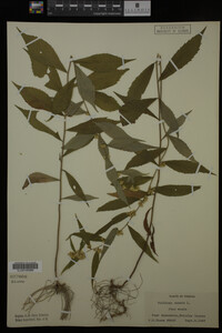 Solidago caesia image