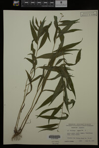 Solidago caesia image