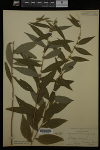 Solidago caesia image