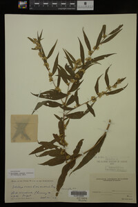 Solidago caesia image
