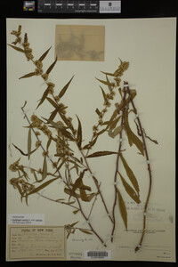Image Associated With the Occurrence