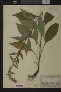 Image Associated With the Occurrence