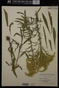 Solidago canadensis image