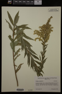 Solidago canadensis image