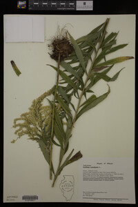 Solidago canadensis image