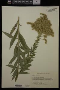 Solidago canadensis image