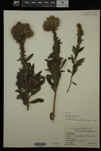 Solidago canadensis image
