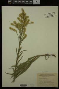 Solidago canadensis image