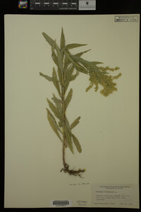 Solidago canadensis image