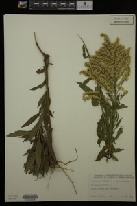 Solidago canadensis image