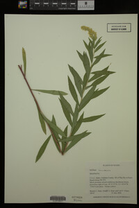 Solidago canadensis image