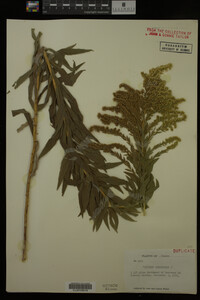 Solidago canadensis image