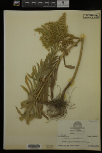 Solidago canadensis image