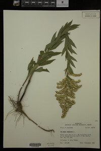 Solidago canadensis image