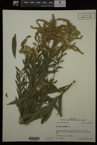 Solidago canadensis image