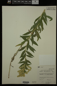 Solidago canadensis image