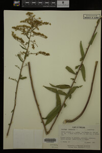 Solidago canadensis image