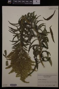Solidago canadensis image