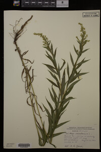 Solidago canadensis image