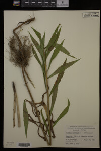 Solidago canadensis image