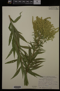 Solidago canadensis image