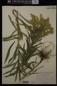 Solidago canadensis image