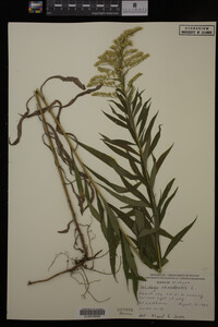 Solidago canadensis image