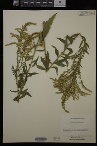 Solidago canadensis image