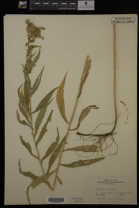 Solidago canadensis image