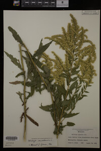 Solidago canadensis image