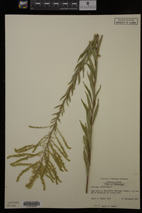 Solidago canadensis image
