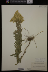 Solidago canadensis image