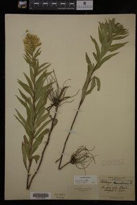 Solidago canadensis image