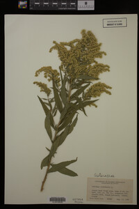 Solidago canadensis image