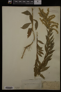 Solidago canadensis image