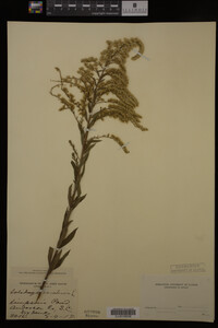 Solidago canadensis image