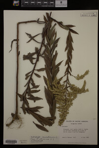 Solidago canadensis image